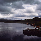 © Karen Partridge: Cattle Grazing on Lough Furnace, Co Mayo &ndash; 25-Feb-2010