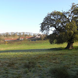 © Sarah Pitt: Folly Farm with Ancient Oak &ndash; 07-Nov-2009
