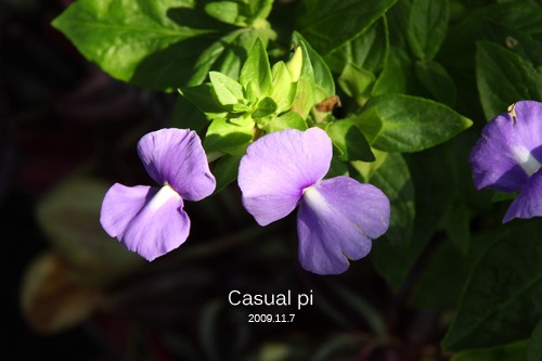 [IMG_0009_s4.jpg]