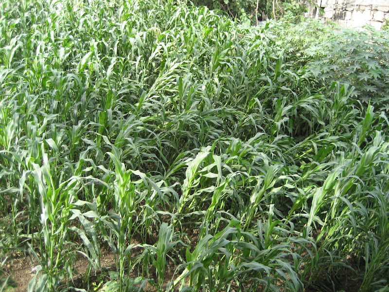 ���� ���� ������ �� ���� ������