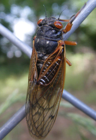 [cicada1[3].jpg]