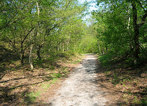 Parcours Ganzelveldwandeling - Groet Schoorl Forêt et Dunes