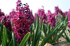 hyacinth field, champs de jacinthe, Lisse