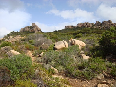 Corsica coast race