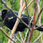 Red-winged Blackbird