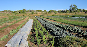 and the garden grew