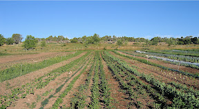 Beets are ready to pick, peas are flowering and coming in.