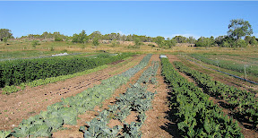 Cabbage, broccoli, rainbow chard.