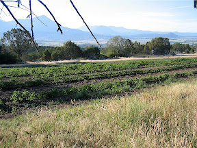 Potatoes in the side field, mountains in the background.