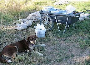 Satya the farm dog waits in the shade while Adam plants the next salad.