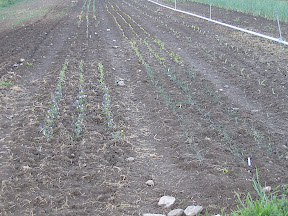 Spring 2008!