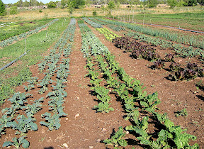 Cauliflower, Broccoli, Cabbage, Chard, Lettuce, Shallots