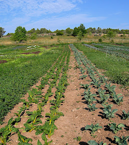 Chard & Brocoli.