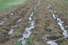 potatoes finally get some water after being weeded.