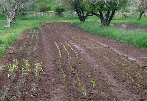In this photo: johhny-jump-ups, naturtium - for the salad mix , lettuce heads , dill/cilantro (seeded) , swiss chard