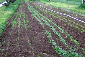 carrots, spinach, beets (early!)