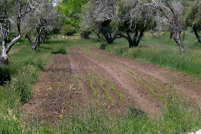Lots of baby plants, just starting to take off.