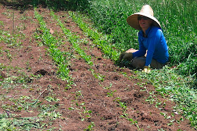 Laura hard at work thinning the beets. I hope Laura likes beets!