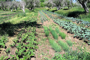 Heeled in onions, kohlrabi, broccoli, cabbage