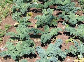 kale!