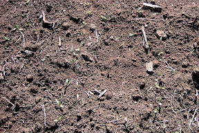 can you see the recently thinned beets?