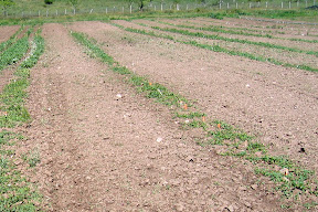 strips of squash (marked with labels) and weeds - awaiting hoeing.