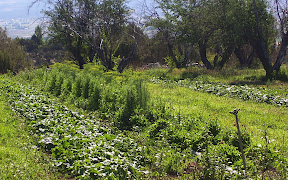cucumbers near and far
