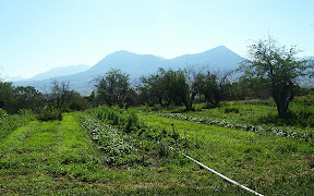 veggies, trees and mountains