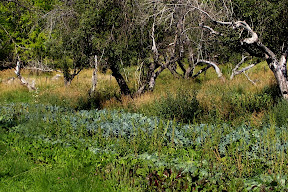 greens galore