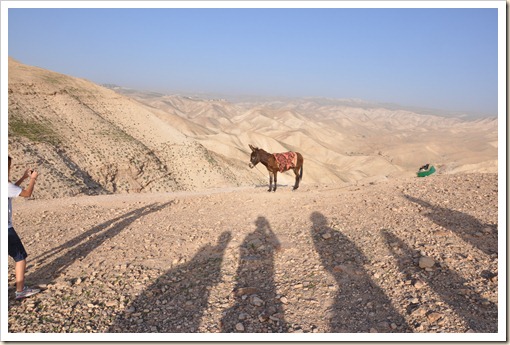 Donkey on the Wadi Qilt