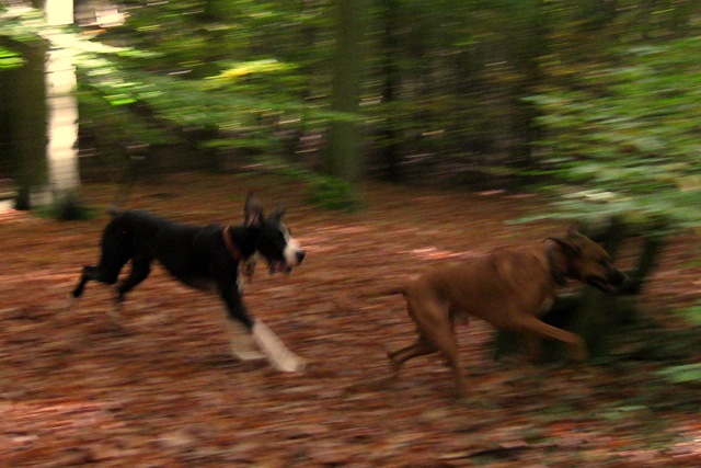 [2008-10-18 Autumn Dog Walk 025[3].jpg]