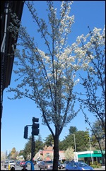 cherry blossoms