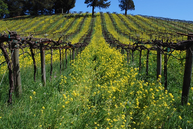 [acorn mustard[4].jpg]