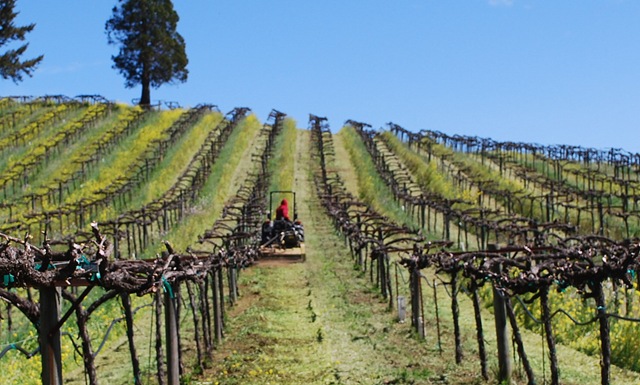 [acorn mowing[4].jpg]