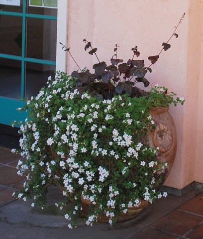 [south corridor flowerpot[6].jpg]