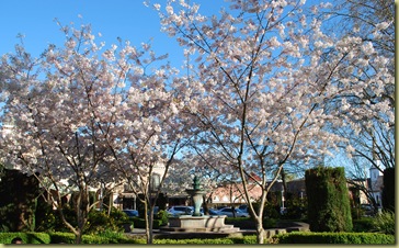cherry blossoms on square