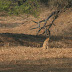IMG_3160.JPG, ~ jackal ~ Keoladeo Thana NP, Bharatpur, RAJ 1/05, Animals in India