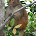 IMG_2582.JPG, ~ extremely pregnant macaque ~ Sundarbans, WB 1/05, Animals in India