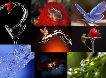 Wallpapers macroshot nicegfx.com
