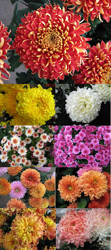 Stock photos - Chrysanthemum nicegfx.com