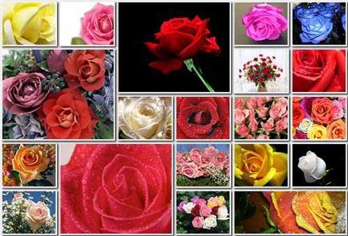 Roses, Flowers, Wallpapers nicegfx.com