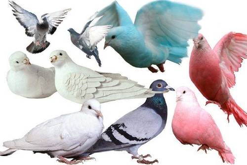 Pigeons PSD  nicegfx.com