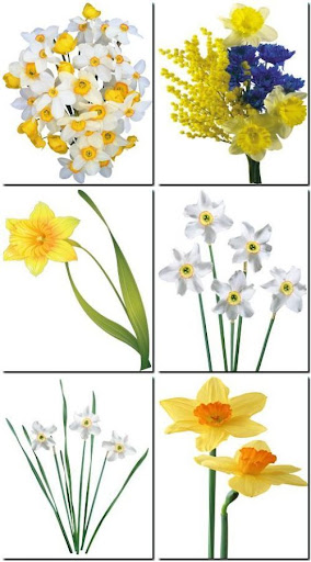 Clipart - Daffodils nicegfx.com