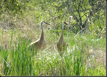 Sandhill cranes, East Lansing