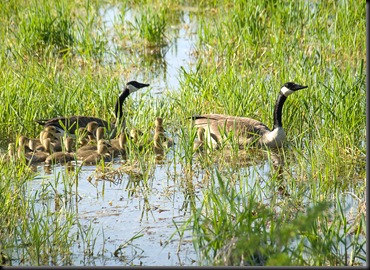 Canada Geese, East Lansing