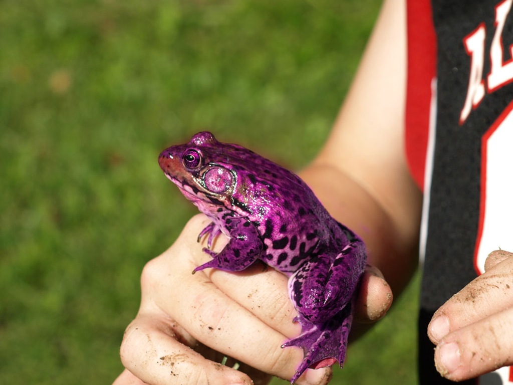 [purple frog[4].jpg]