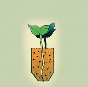 The main root grows straight down the grooved cell towards the large\n drainage opening at the bottom.