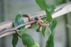 Original Soft-tie Woody Roll - climbing plants