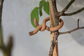 Original Soft-tie Woody Roll - tying roses