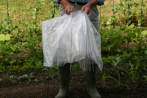Easy Poly Tunnel - opens like an accordian